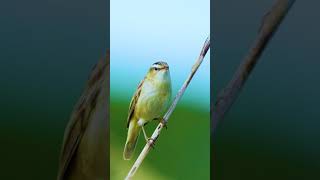 Burung SEDGE WARBLER keluarga KERAK BASI gacor KASAR di alam liar [upl. by Fisuoy]