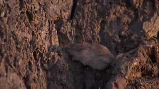 Natural Selection and the Rock Pocket Mouse — HHMI BioInteractive Video [upl. by Ahsropal]