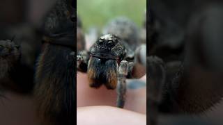 Are GIANT WOLF SPIDERS Aggressive wolfspider spiders [upl. by Fredric]