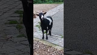 Röhrensee in Bayreuth ziege ziegenbock goat goats pets Animals pet Tier Zoo bayreuth [upl. by Enid557]