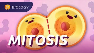 Mitosis amp the Cell Cycle How Cells Clone Themselves Crash Course Biology 29 [upl. by Ytsenoh]