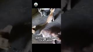 Nuevos gatitos rescatados ¡Conócelos y ponle nombres [upl. by Hplar]