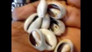 The many uses of the Wonderful Cowrie Shell [upl. by Notnats925]