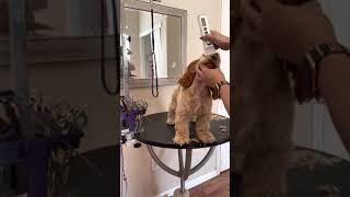 Grooming the Cocker Spaniel Puppy [upl. by Capon]