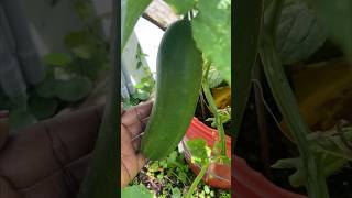 Growing Container Cucumbers in Abundance shorts cucumbers containers [upl. by Ytisahcal]