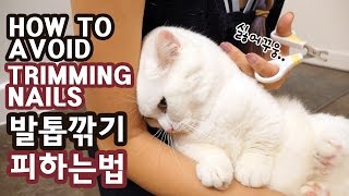 고양이 꼬부기의 발톱깎기 피하는 법 For Cat How to Avoid Trimming Nails [upl. by Ecila60]