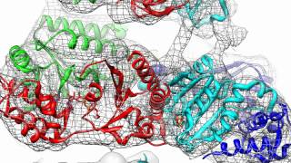 Architecture of the 26S Proteasome [upl. by Bernardi]