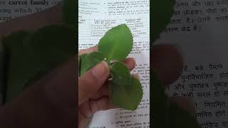 ApiaceaeUmbelliferaeTrachyspermum ammiClassificationPart2BSc3rd Sem new botany [upl. by Geibel]