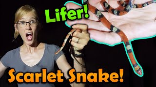 Herping in Florida We Found SO Many Snakes Part 1 [upl. by Alasteir287]