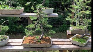 Yamadori Subalpine Fir Bonsai [upl. by Stormi257]