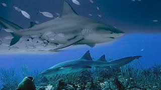 Nurse sharks and bull sharks Galeomorphi [upl. by Salinas]