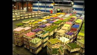 AALSMEER FLOWER MARKET Holland [upl. by Tracy]