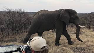 Nambiti Plains Lodge  Wildlife [upl. by Genesa148]