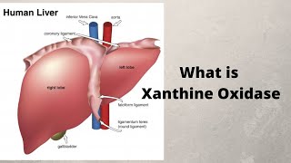 What is Xanthine Oxidase [upl. by Notwen397]