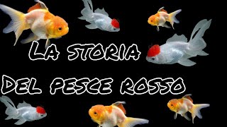 La Storia del pesce rosso in 6 minuti [upl. by Ja]