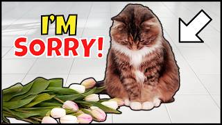 6 Ways Cats Apologize To Their Humans [upl. by Agarhs597]