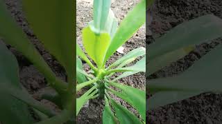 euphorbia nerifolia medicinal plantvideo shorts nature [upl. by Aknahs]