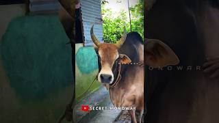 HeadMaster1–mr secret secret bull mrbull cow [upl. by Aleit]