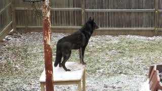 Wolfdog Howling at Sirens [upl. by Flo869]