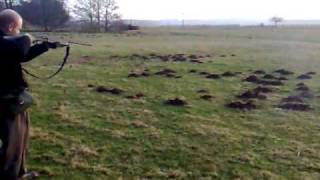 charlie vs moles with my mossberg 9200 semi auto shotgun [upl. by Llednew]