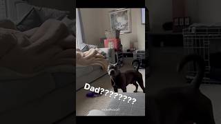 Hide amp Seek with the Dog 😅 family dog love funny laugh viralshorts animals dad mom fyp [upl. by Mollie]