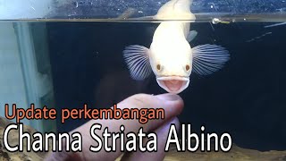 Update Perkembangan Channa Striata Albino [upl. by Lecirg]