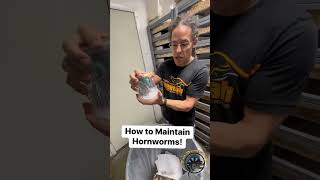 How to Maintain Hornworms AKA Reptile Treats 🐛 pets snacks easy funny bugs howto [upl. by Tiossem]