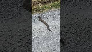 Rattlesnake In The Road 🐍youtubeshorts wildlife nature [upl. by Atileda]