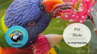 Rainbow Lorikeet Breeding Diet [upl. by Anniahs]