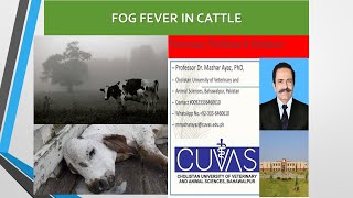 Fog Fever in cattle [upl. by Guy]