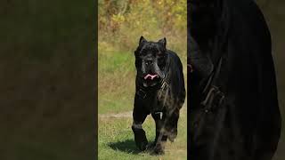 Black Cane Corso Dog Running 🐕 [upl. by Ogu741]