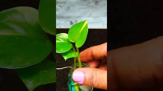 money plant in 5ml bottleshortvideo moneyplant [upl. by Novyaj]