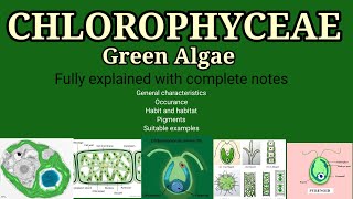 General characteristics of chlorophyceae l Chlorophyceae green Algae l chlorophyceae Bsc l year NEET [upl. by Riddle1]