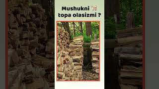 Rasmdagi mushukni topa olasizmi [upl. by Kelbee813]