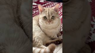 Milo’s way or else cat cats catsofinstagram catsoftiktok funnycats catsofyoutube catlover [upl. by Panter]