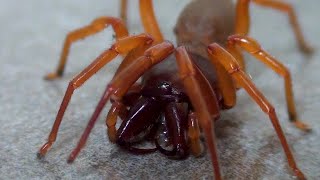 Woodlouse Spider in the bathroom Dysdera crocata [upl. by Nellahs]