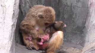 Baby Monkey 12days old ニホンザルの赤ちゃん（生後12日目）②（釧路動物園） [upl. by Lednik]