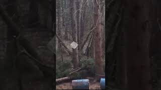 Big Bear Kills Cub Watch if you dare  HEARTBREAKING 😢bear nature wildlife [upl. by Aldo121]