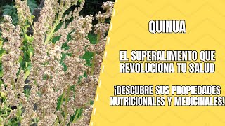 Quinua Propiedades Medicinales y Nutricionales [upl. by Gemini]