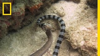 Watch Sea Snake Swallows Eel Whole  National Geographic [upl. by Rector226]