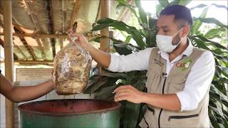 Practica de siembra Cultivo de Setas Orellanas Curso Práctico de producción de setas ostra [upl. by Eunice383]