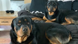 Life With Rottweilers 101 [upl. by Gass]