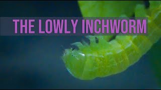 The Lowly Inchworm [upl. by Essile126]