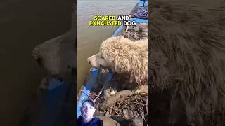 Man Saves Scared Dog Stuck In Mud shorts dog pets [upl. by Kelda247]