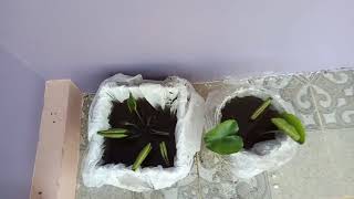 How start to growing blue lotus plants in home [upl. by Leahcimaj877]