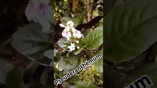 Pseuderanthemum httpswwwyoutubecomchannelUCdUZ9zKeBkP8oH7ioqpKCeg [upl. by Nedloh]