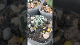 Mini Astrophytum Asterias V Type from seedling astrophytum cactaceae [upl. by Lamdin454]