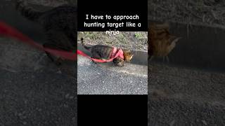 I have to approach hunting target like a ninja cat catlover catdiaries [upl. by Sucramed]