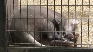 夢見るツチブタ 上野動物園 2017年12月9日 [upl. by Hike]