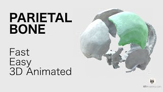 Parietal Bone  Fast and Easy Animated in 3D [upl. by Breed]